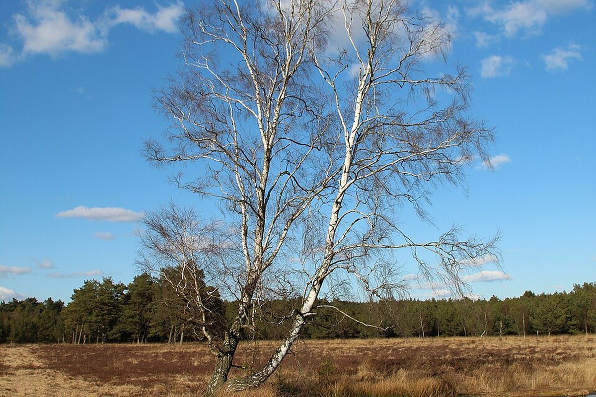 Englandmoor bei Verdenermoor im Landkreis Verden